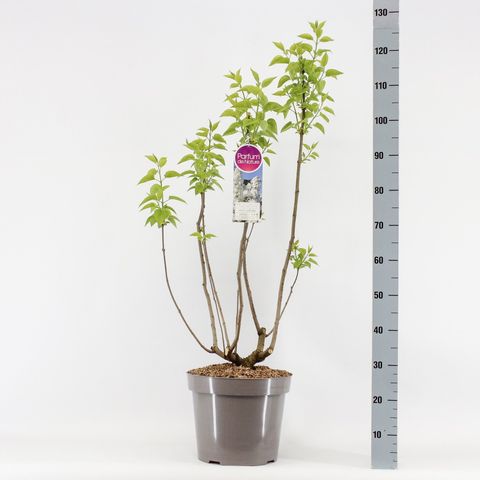 Syringa vulgaris 'Mme Lemoine'
