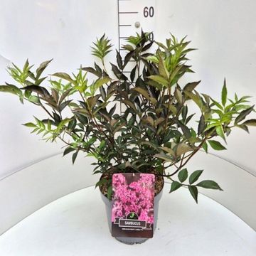 Sambucus nigra BLACK BEAUTY