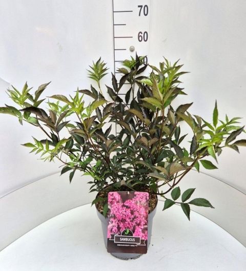 Sambucus nigra BLACK BEAUTY