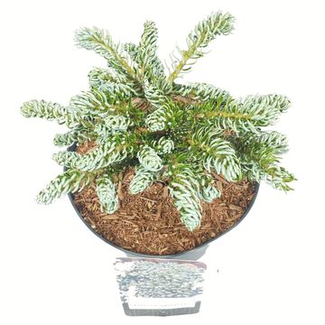 Abies koreana 'Kohout's Icebreaker'