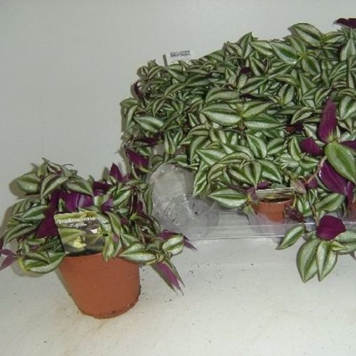 Tradescantia 'Zebra'