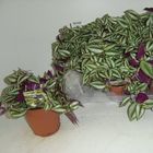 Tradescantia 'Zebra'