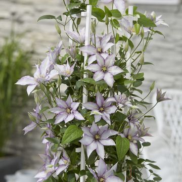 Clematis SAMARITAN JO (EL)