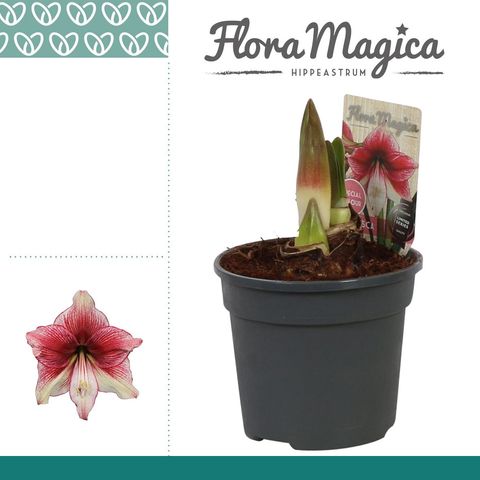 Hippeastrum 'Tosca'