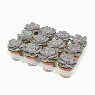 Echeveria 'Perle von Nürnberg'