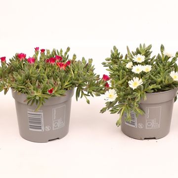 Delosperma cooperi LIDO MIX