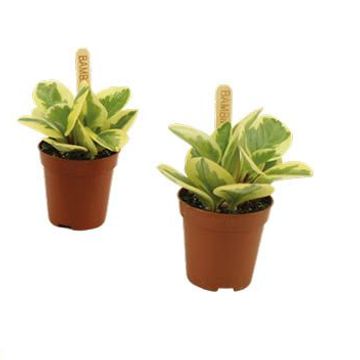 Peperomia obtusifolia 'Obtipan Bicolor'