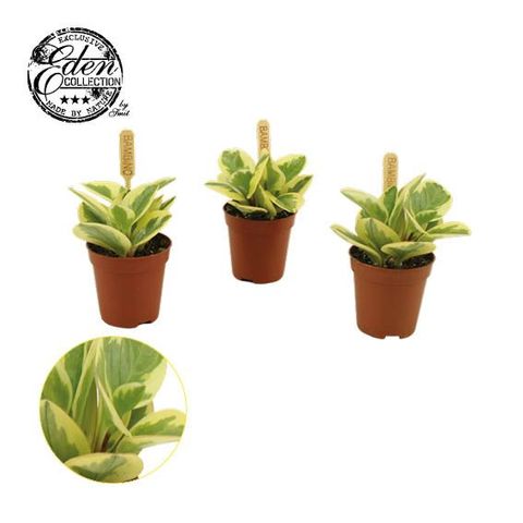 Peperomia obtusifolia 'Obtipan Bicolor'