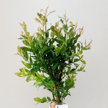 Ива integra 'Flamingo'