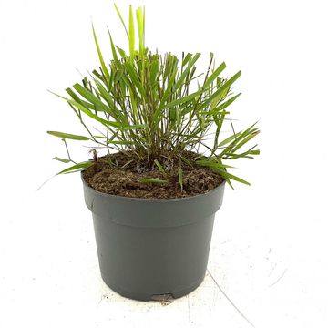 Hakonechloa macra