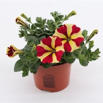 Petunia AMORE QUEEN OF HEARTS