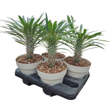 Pachypodium lamerei