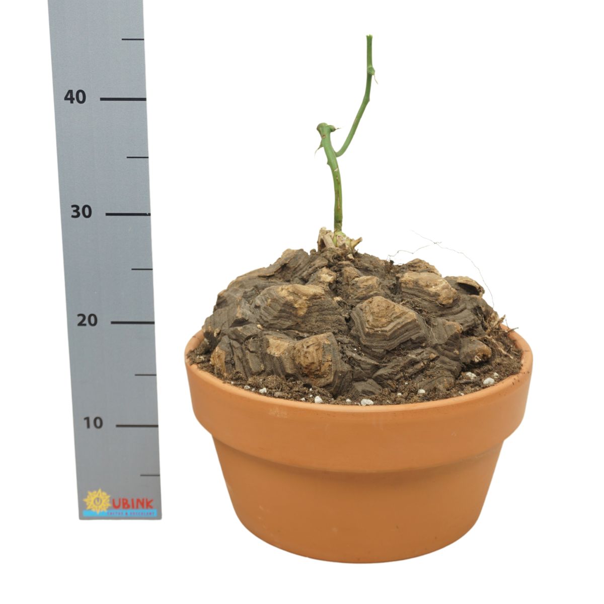 Dioscorea mexicana — Plant Wholesale FlorAccess