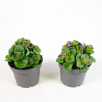 Ageratum houstonianum