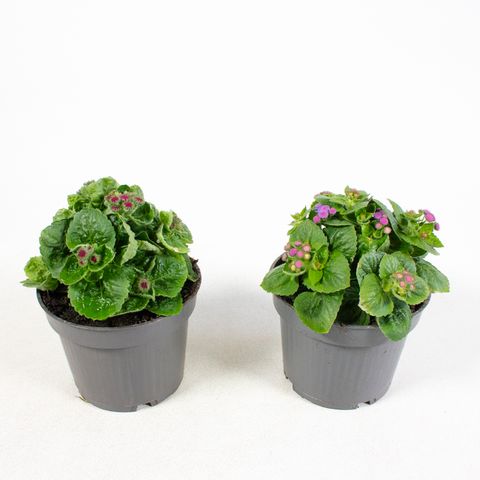 Ageratum houstonianum