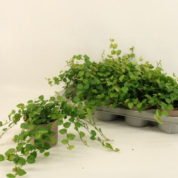 Ficus pumila 'Green Sunny'