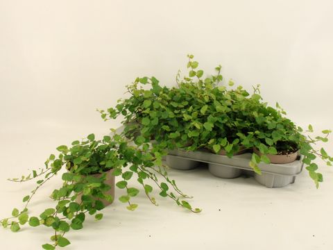 Ficus pumila 'Green Sunny'