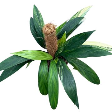 Epipremnum amplissimum 'Aurea Variegata'