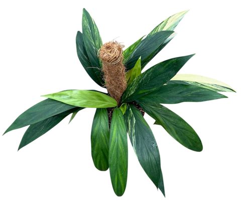 Epipremnum amplissimum 'Aurea Variegata'