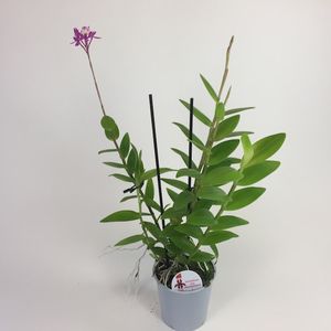 Ikke moderigtigt egoisme Dårlig faktor Epidendrum 'Ballerina Rosy' (P9 cm H30 cm) – Plant Wholesale FlorAccess