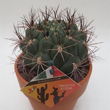 Gymnocalycium saglionis