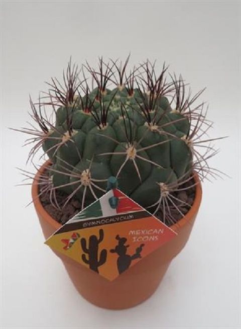 Gymnocalycium saglionis