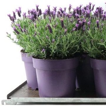 Lavandula stoechas 'Anouk Pink'