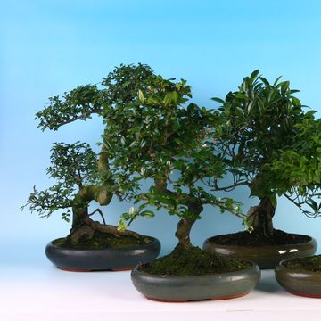Bonsai MIX