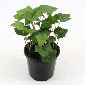 Hedera hibernica