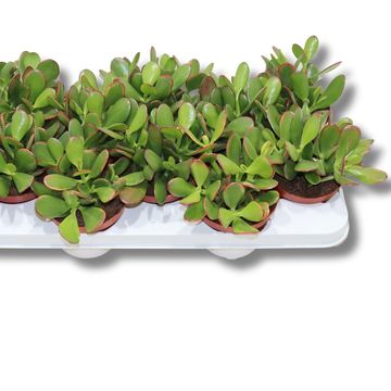 Crassula ovata 'Sunset'