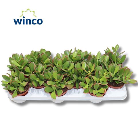 Crassula ovata 'Sunset'