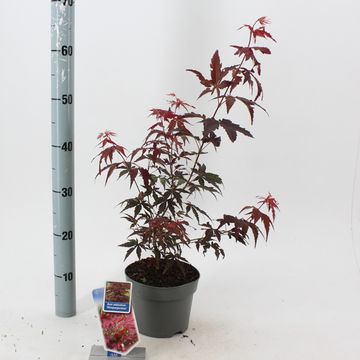 Acer palmatum 'Атропурпуреум'