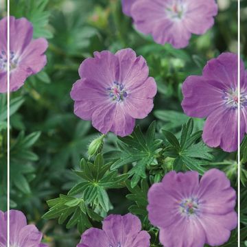 Geranium sanguineum 'Max Frei'