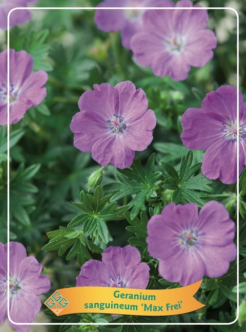 Geranium sanguineum 'Max Frei'