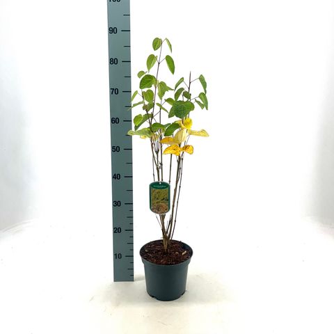 Cercidiphyllum japonicum