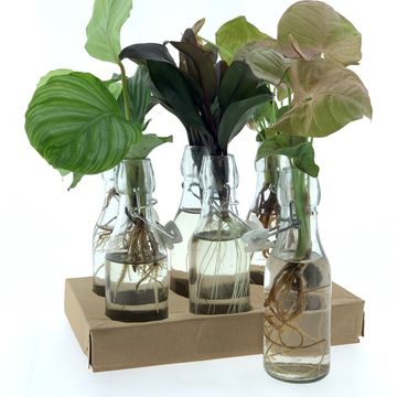 Plantas o interior MIX