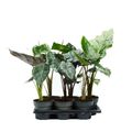 Alocasia MIX