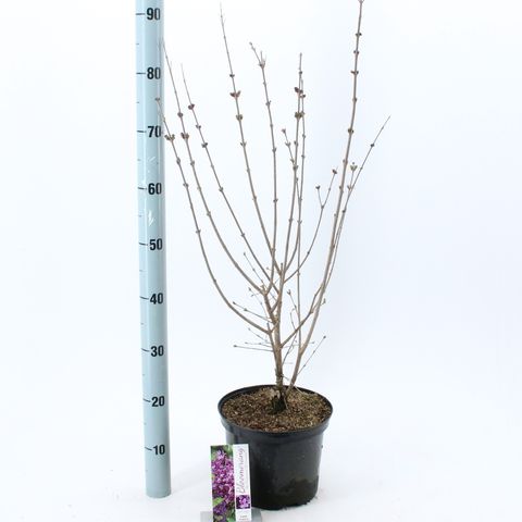 Syringa BLOOMERANG DARK PURPLE