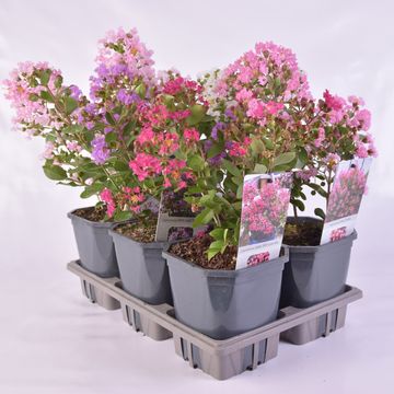 Lagerstroemia indica