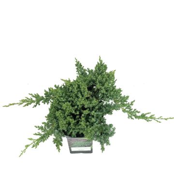 Juniperus procumbens 'Nana'