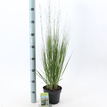 Molinia caerulea 'Heidebraut'