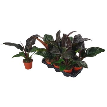 Philodendron 'Imperial Red'