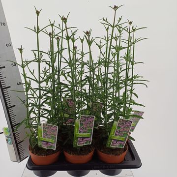 Verbena bonariensis 'Royal Dreams'