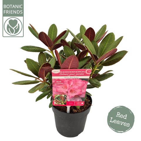 Rhododendron 'Wine and Roses'