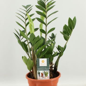 Zamioculcas zamiifolia
