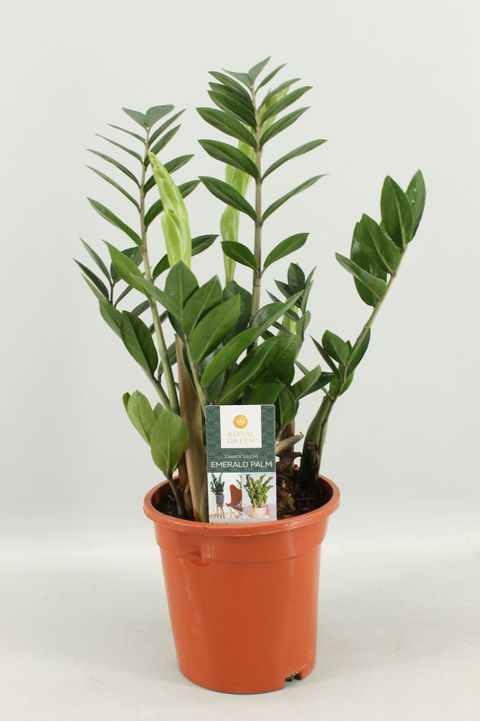 Zamioculcas zamiifolia