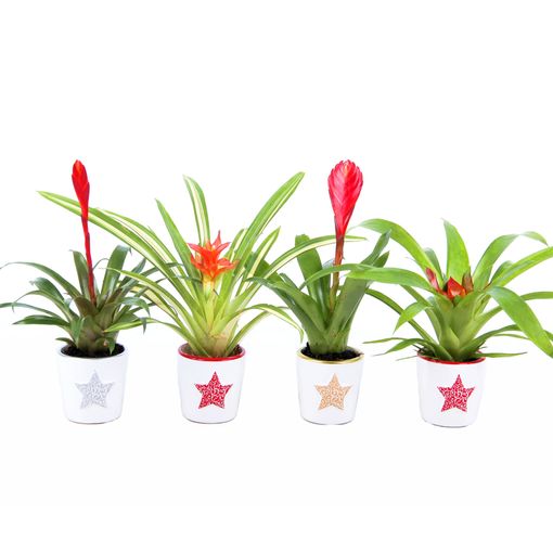 Bromelia MIX