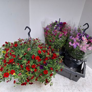 Calibrachoa MIX IN POT