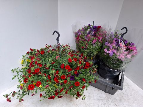 Calibrachoa MIX IN POT