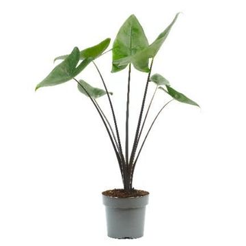 Alocasia 'Black Zebrina'
